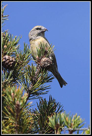 Bec croisé des sapins femelle